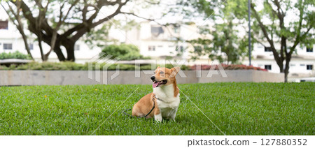 Corgi in the Park. A corgi dog sitting on lush green grass in an urban park. Corgi in the Park. A corgi dog sitting on lush green grass in an urban park. 127880352