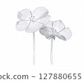 Nemophila drawing 127880655
