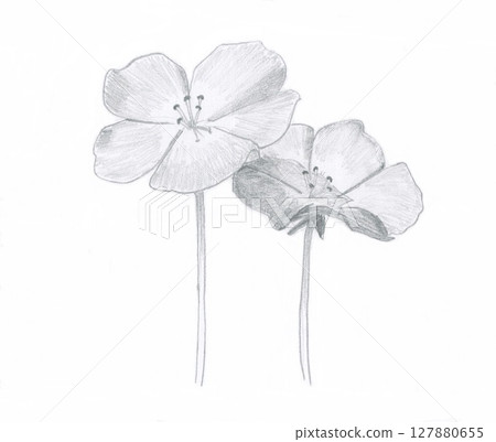 Nemophila drawing Nemophila drawing 127880655