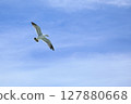 飛翔的海鷗 127880668