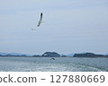 松島灣上空飛翔的海鷗 127880669