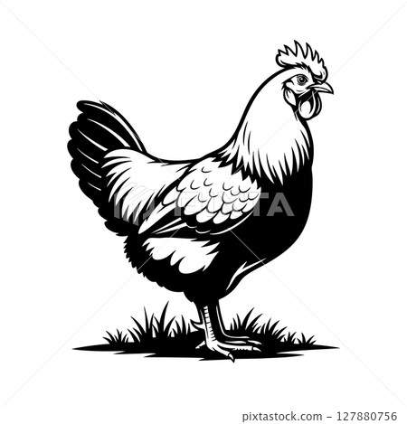 Vector of a Fayoumi chicken stands proudly on a patch of grass. 127880756