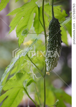 苦瓜，一種夏季蔬菜，在仲夏時節在家庭花園裡種植，苦瓜果實，特寫 127880763