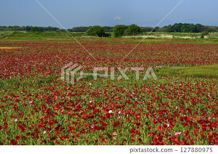 Mount Fuji in the poppy fields along the Arakawa River in Konosu City Mount Fuji in the poppy fields along the Arakawa River in Konosu City 127880975