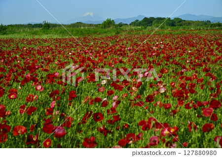 鴻巢市荒川沿岸的罌粟田中的富士山 鴻巢市荒川沿岸的罌粟田中的富士山 127880980