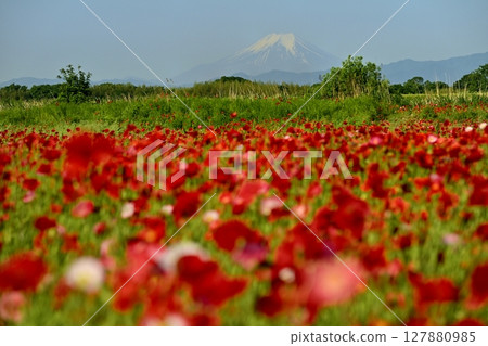 Mount Fuji in the poppy fields along the Arakawa River in Konosu City Mount Fuji in the poppy fields along the Arakawa River in Konosu City 127880985