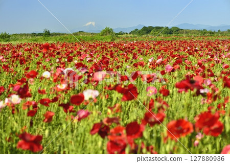 Mount Fuji in the poppy fields along the Arakawa River in Konosu City 127880986