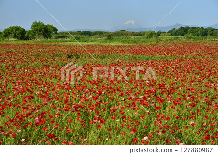 鴻巢市荒川沿岸的罌粟田中的富士山 鴻巢市荒川沿岸的罌粟田中的富士山 127880987