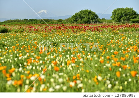 Mount Fuji in the poppy fields along the Arakawa River in Konosu City 127880992