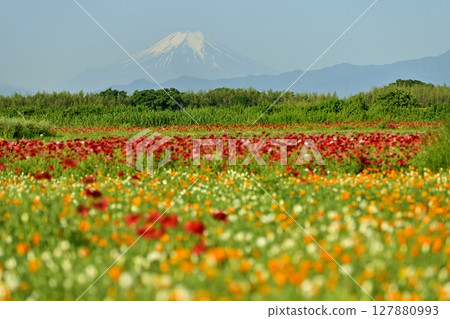Mount Fuji in the poppy fields along the Arakawa River in Konosu City Mount Fuji in the poppy fields along the Arakawa River in Konosu City 127880993