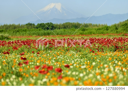 Mount Fuji in the poppy fields along the Arakawa River in Konosu City Mount Fuji in the poppy fields along the Arakawa River in Konosu City 127880994