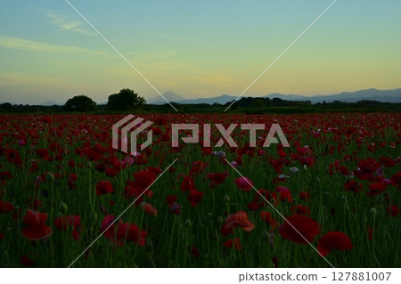 Mount Fuji in the poppy fields along the Arakawa River in Konosu City Mount Fuji in the poppy fields along the Arakawa River in Konosu City 127881007