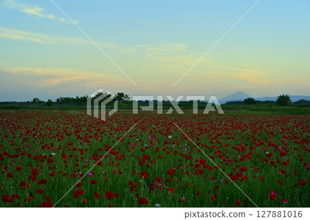 Mount Fuji in the poppy fields along the Arakawa River in Konosu City 127881016
