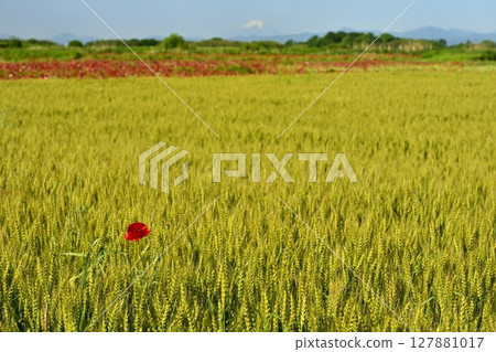 Poppies and wheat fields on the banks of the Arakawa River in Konosu City, with Mount Fuji in the background 127881017
