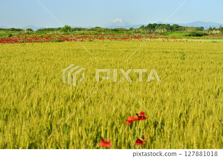 Poppies and wheat fields on the banks of the Arakawa River in Konosu City, with Mount Fuji in the background Poppies and wheat fields on the banks of the Arakawa River in Konosu City, with Mount Fuji in the background 127881018