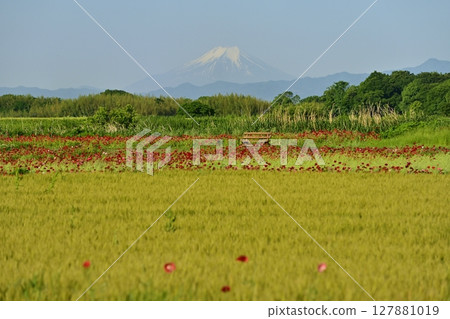 Poppies and wheat fields on the banks of the Arakawa River in Konosu City, with Mount Fuji in the background Poppies and wheat fields on the banks of the Arakawa River in Konosu City, with Mount Fuji in the background 127881019