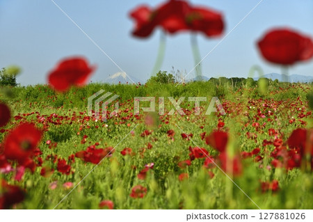 鴻巢市荒川沿岸的罌粟田中的富士山 鴻巢市荒川沿岸的罌粟田中的富士山 127881026