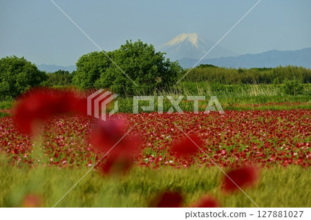 鴻巢市荒川沿岸的罌粟田中的富士山 127881027
