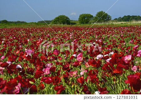 Mount Fuji in the poppy fields along the Arakawa River in Konosu City 127881031