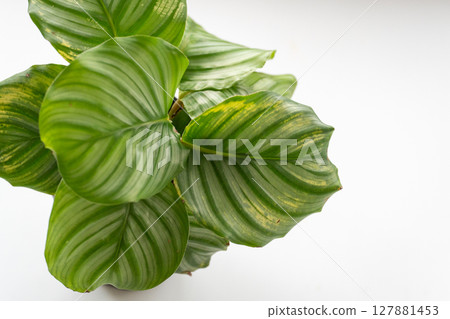 Calathea orbifolia stands out against a white background Calathea orbifolia stands out against a white background 127881453