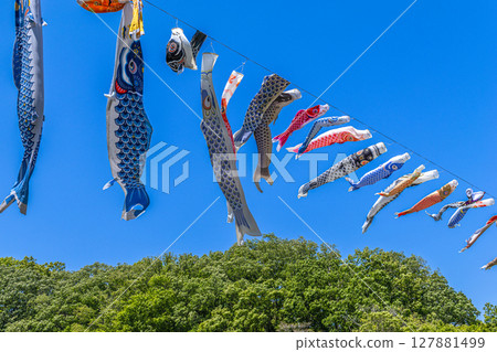 若宮公園：藍天下飄揚的鯉魚旗（神奈川縣厚木市） 127881499