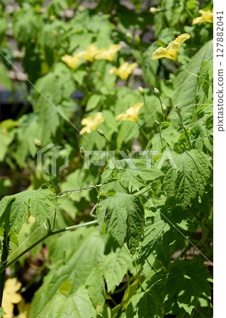 苦瓜，一種在仲夏時節在家庭花園裡種植的夏季蔬菜，苦瓜花，廣角，全景 127882041