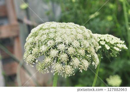 Parasol-like white flowers of carrot 127882063