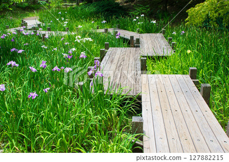 池田城跡公園菖蒲園 127882215