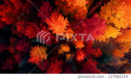 Aerial view of a blazing autumn forest 127882254
