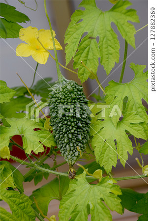 Bitter melon, a summer vegetable grown in a home garden in midsummer, bitter melon fruit, close-up Bitter melon, a summer vegetable grown in a home garden in midsummer, bitter melon fruit, close-up 127882369