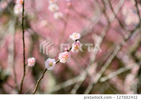 可愛的淡粉色梅花 127882432