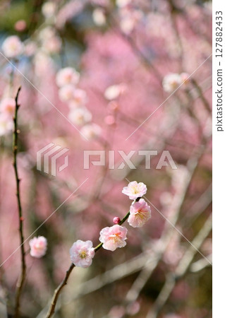 可愛的淡粉色梅花 127882433