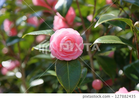 Cute pink camellia flowers Cute pink camellia flowers 127882435