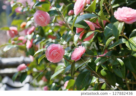 Cute pink camellia flowers 127882436