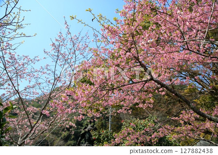 Kawazuzakura flowers in full bloom 127882438