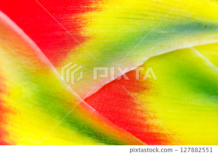 Closeup of heliconia petal with red yellow green gradient texture 127882551