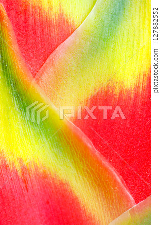 Closeup of heliconia petal with red yellow green gradient texture 127882552