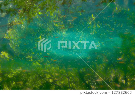 森林深處的丸池，泛著翠綠色的光芒 127882663