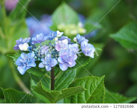 淺藍色繡球花 淺藍色繡球花 127882686