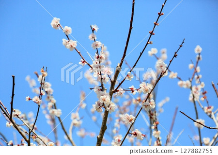 Refreshing white plum blossoms Refreshing white plum blossoms 127882755