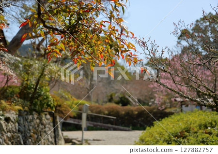 美麗的秋葉，南天竹葉 127882757