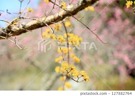 Sanshuyu flowers in full bloom 127882764