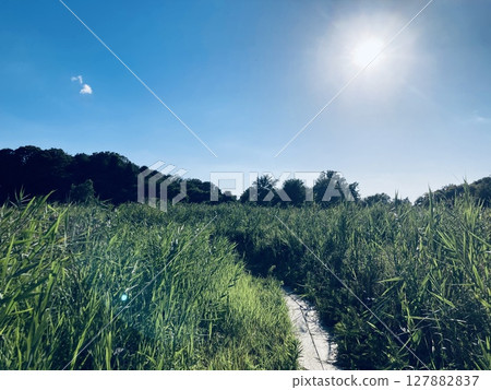 陽光與夏日小路 陽光與夏日小路 127882837