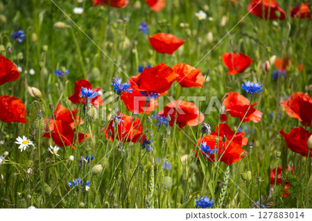 Vibrant field of red poppies and blue cornflowers blooming in the sun. Vibrant field of red poppies and blue cornflowers blooming in the sun. 127883014