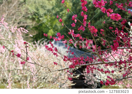 Vivid red plum blossoms Vivid red plum blossoms 127883023
