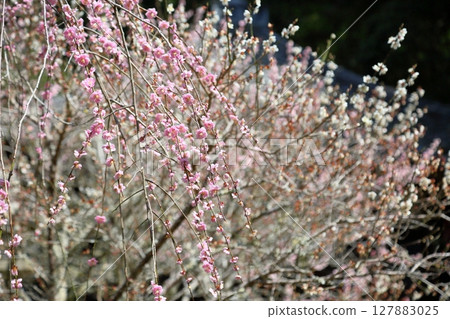 可愛的粉紅色垂枝梅花 127883025