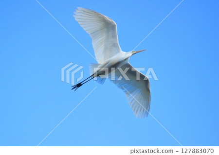 Daisuke fly to the blue sky back 127883070