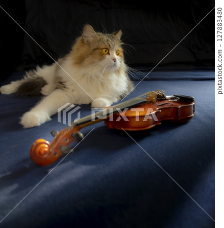 Cat and Violin (Siberian cat and children's violin)_06 Cat and Violin (Siberian cat and children's violin)_06 127883480