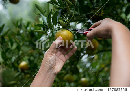 Business farm ripe orange concept farmer hand pick nature fruit citrus orchard mandarin tree growing organic lush leaves background green vibrant garden crop leaf laden branches plant close up growth Business farm ripe orange concept farmer hand pick nature fruit citrus orchard mandarin tree growing organic lush leaves background green vibrant garden crop leaf laden branches plant close up growth 127883736