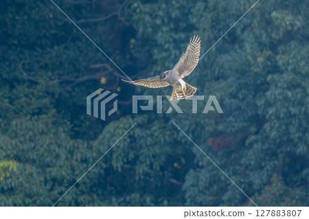 A goshawk hovering and aiming for prey 127883807